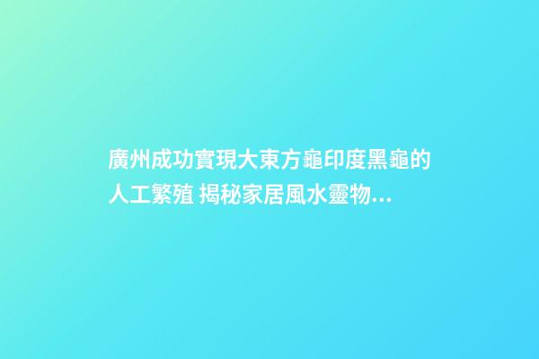 廣州成功實現大東方龜印度黑龜的人工繁殖 揭秘家居風水靈物“龍龜”化煞作用